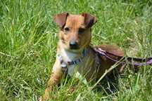 Roki - prosi o szansę na nowe życie ADOPCJA