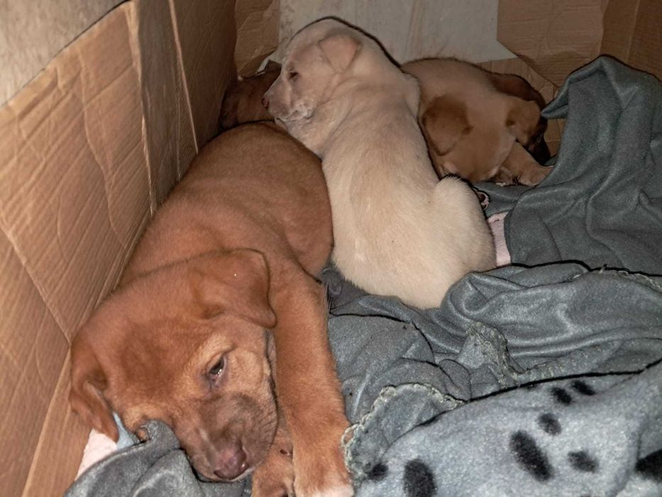 Bebés com cerca de 3 meses de idade para adoção responsável