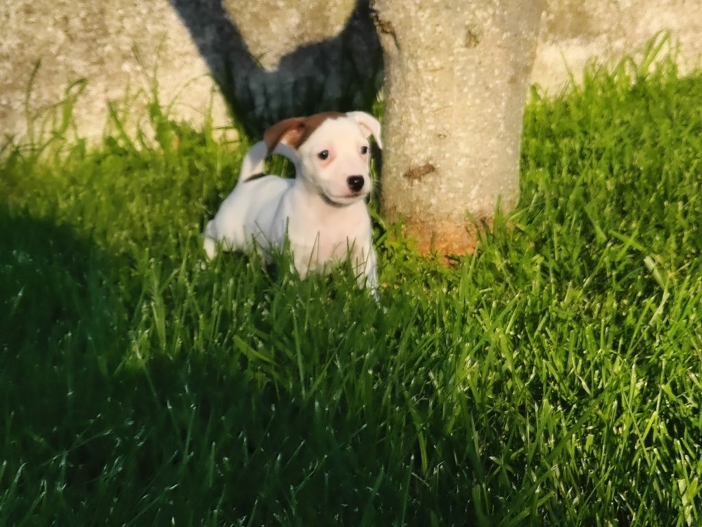Jack Russell Terrier Fêmea