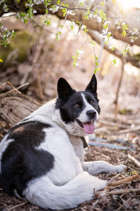Najpiększniejszy i najmądrzejszy pies jakiego poznasz. Duży i piękny