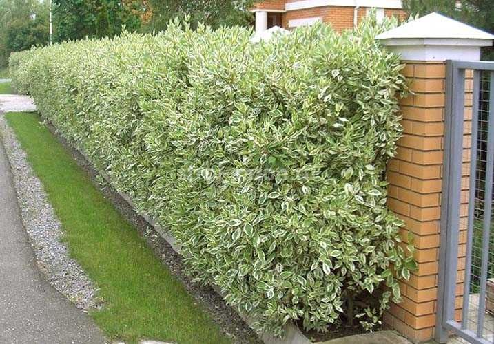 Дерен білий Сібірика Варієгата, Cornus alba Sibirica Variegata