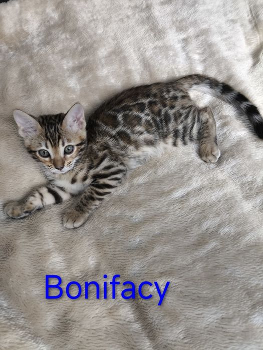 Kotek, kotki bengalskie