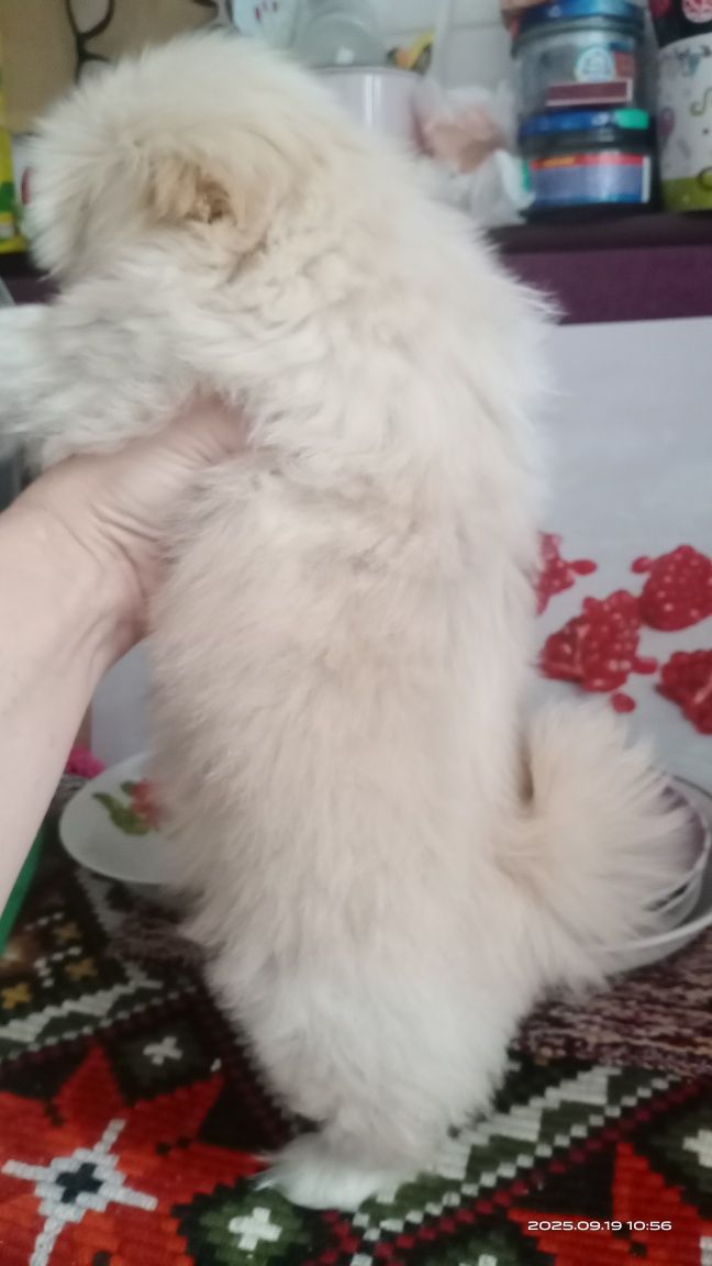 Девочка пекинес щенок