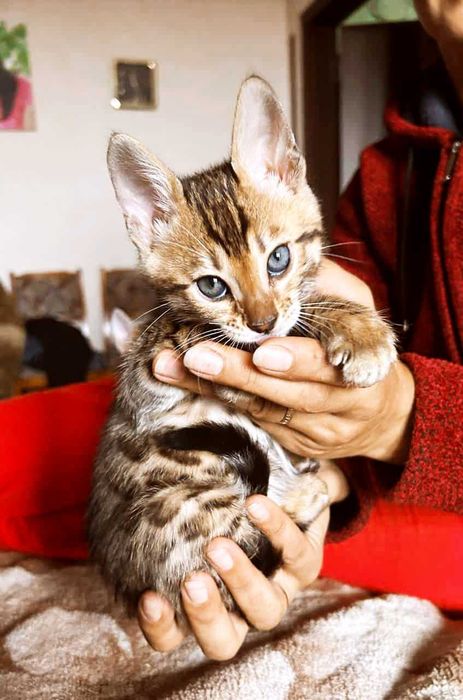 Продам кошенят Бенгал