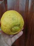 Cytryna owocująca Citrus Eustis Limequat Drzewko w doniczce