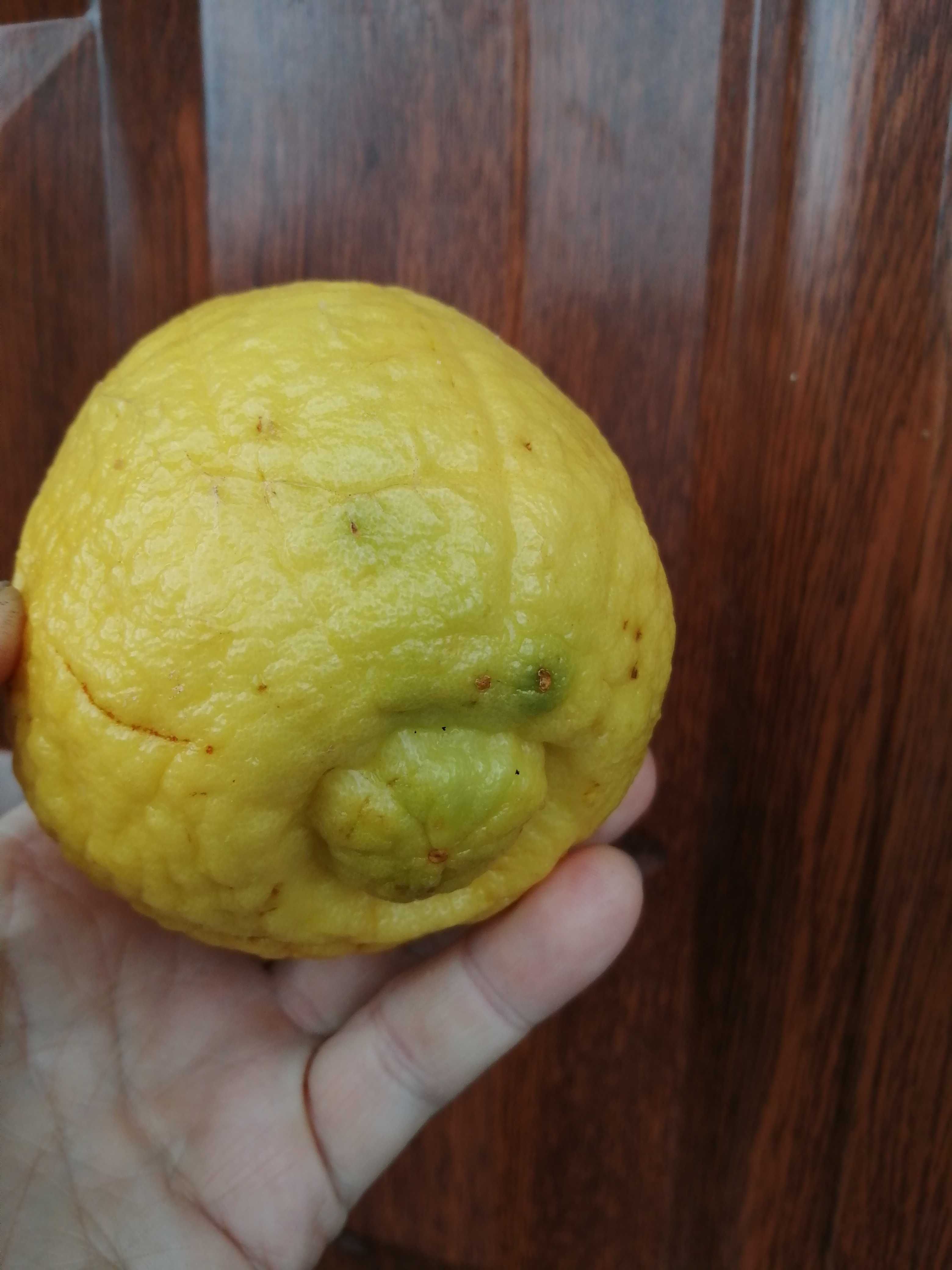 Cytryna owocująca  Citrus Eustis Limequat  Drzewko w doniczce