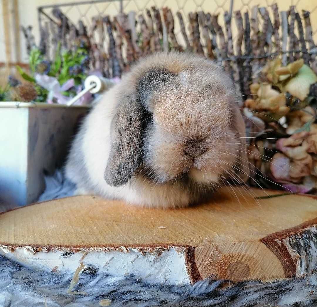 KIT Coelhos anões orelhudos, mini lop lindíssimos