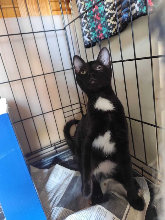 Gato bebé para adoção consciente