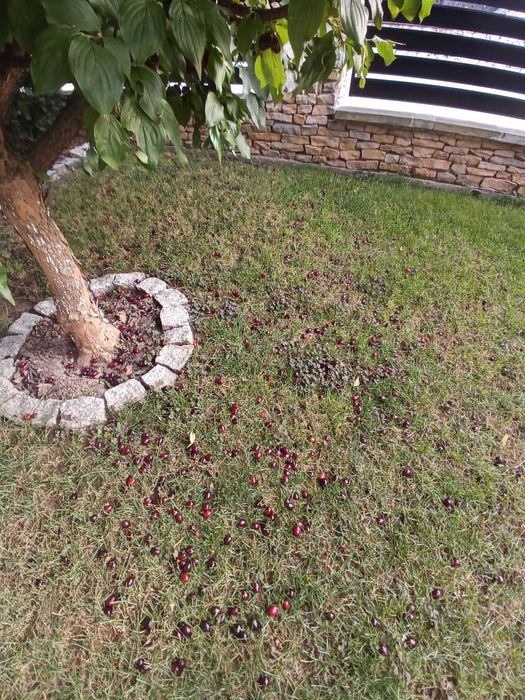 Owoce derenia, świeży dereń.