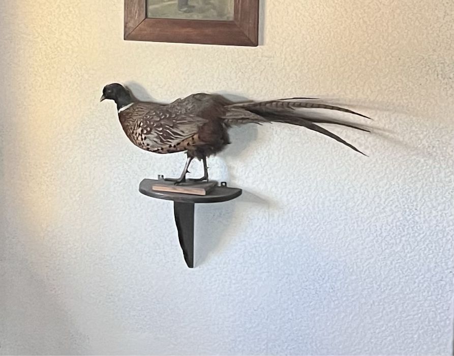 Wypchany, spreparowany bażant