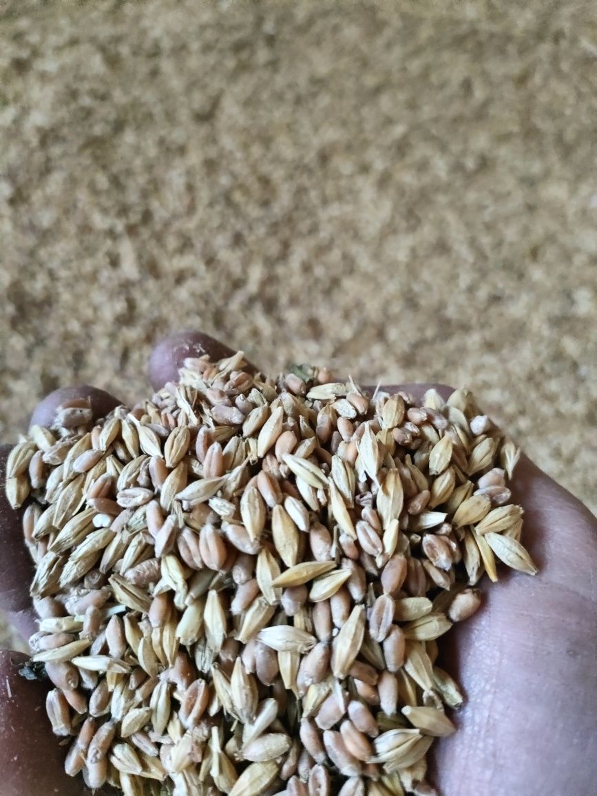 Продам зерно пшеница+ ячмень