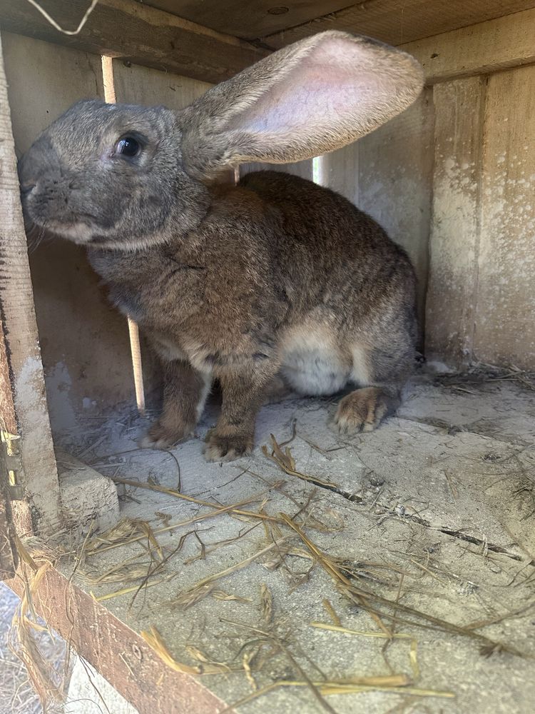 Królik BOS mlode 2,15 kg