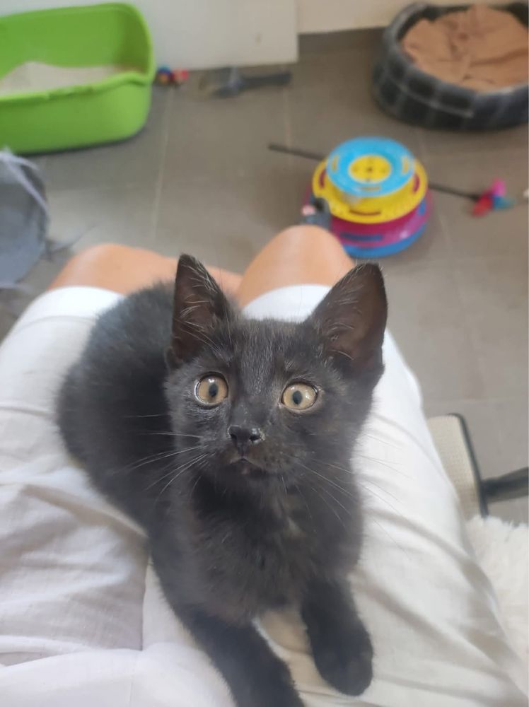 Edi i Fredy czarne koty czarny kot kociak kotek kotki szukaja domu