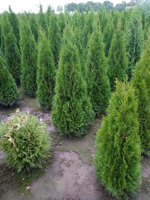 ТУЯ СМАРАГД ОТ 1,00-2,40М. від 300грн.