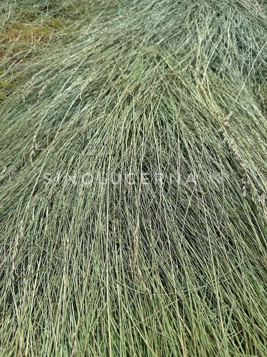 Сіно лугове різнотравʼя в круглих тюках. Укос 2025 року