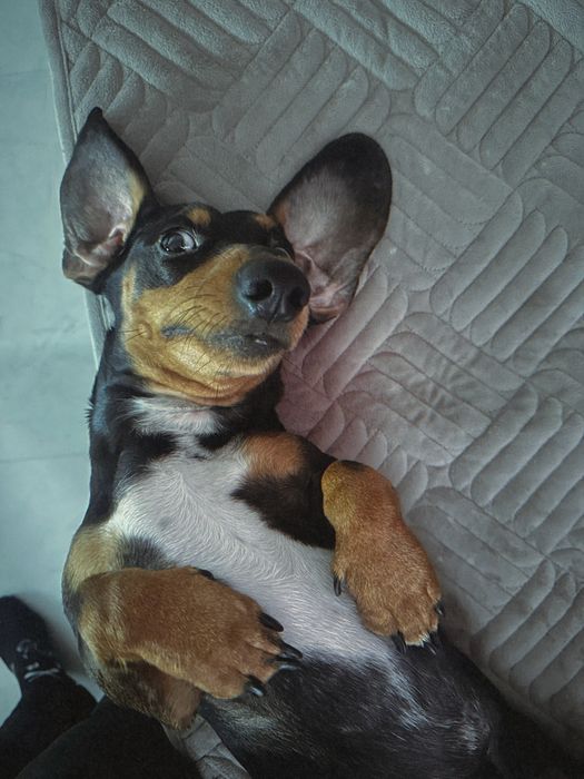 Віддам в добрі руки таксу карликову