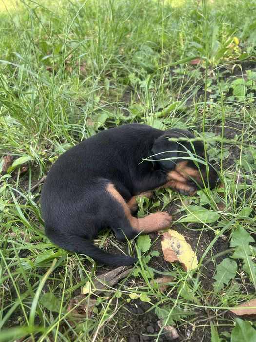 Ядтерʼєр щеннята, три з половиною місяці. ТЕРМІНОВО.