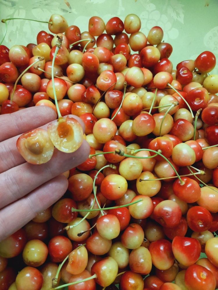Продам желтую черешню Оптом и в Розницу! От 5 кг доставка БЕСПЛАТНО!