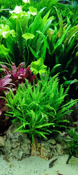 Roślina do akwarium. Pogestemon Helferi. Gwiazda wodna