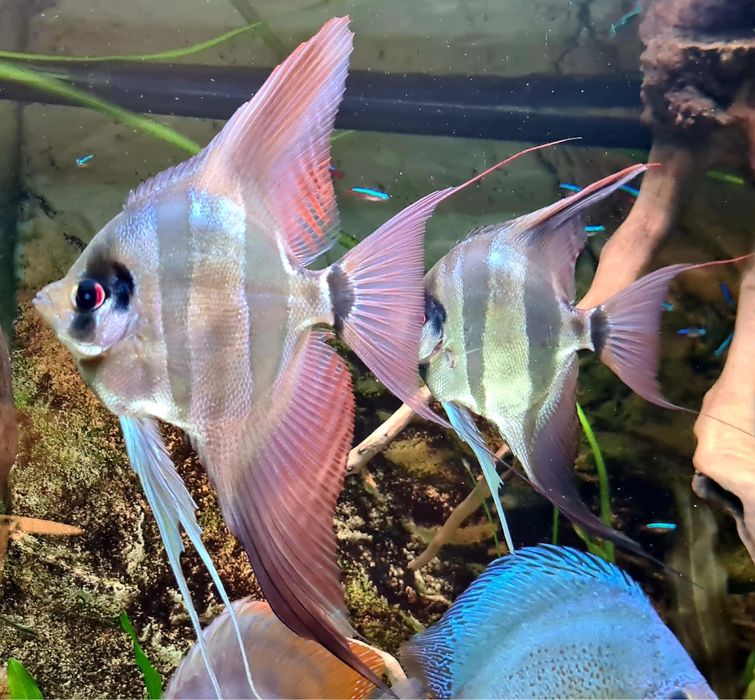 Altum inirida orinoco f1