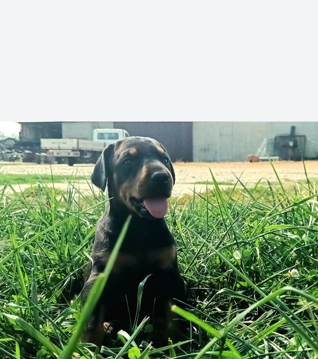 Doberman- suczka