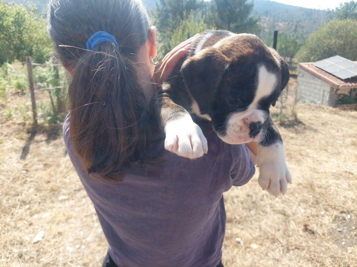 Boxer macho tigrado