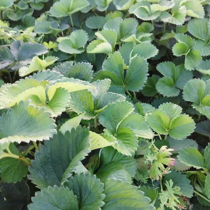 Sadzonki truskawek wczesne odmiany