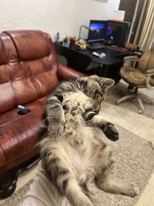 Двоє кошенят (прямовухі) :)