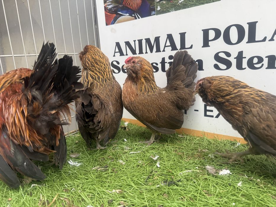 KURY. Brodacz antwerpski.  Brodacze. Możliwy transport