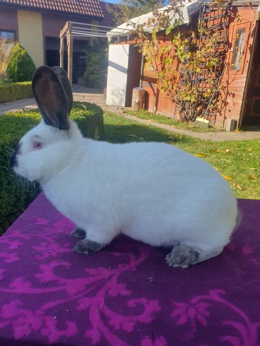 Kalifornijski czarny