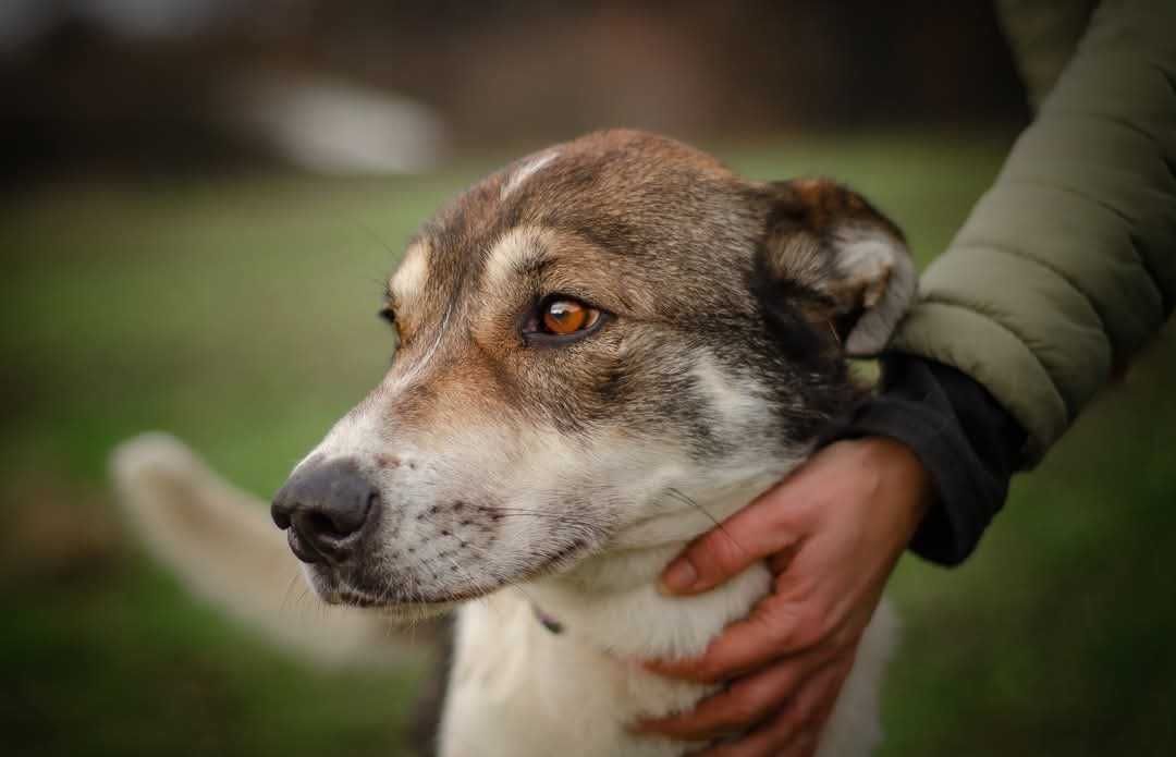 Smart śliczny, mądry pies szuka domu ADOPCJA