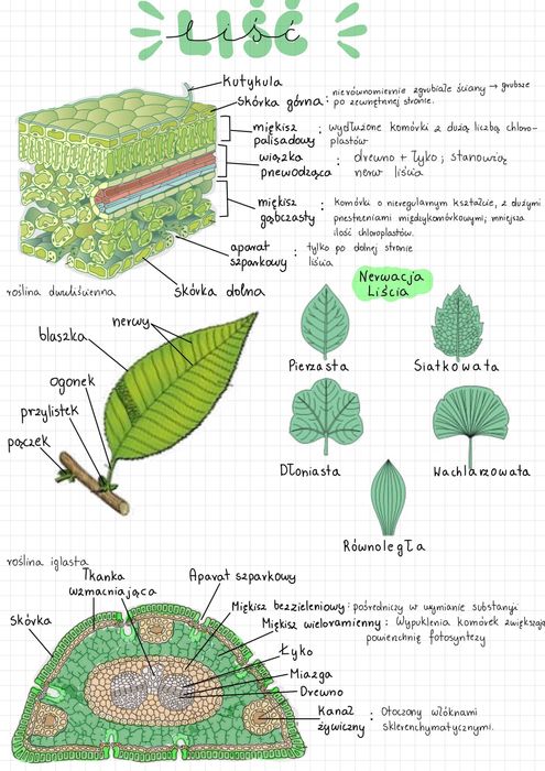 Notatki biologia matura - Notatki maturalne biologia 2025