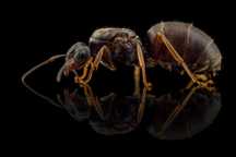 Rezerwacje trwają: Lasius niger – czarne mrówki | Mrówkownia