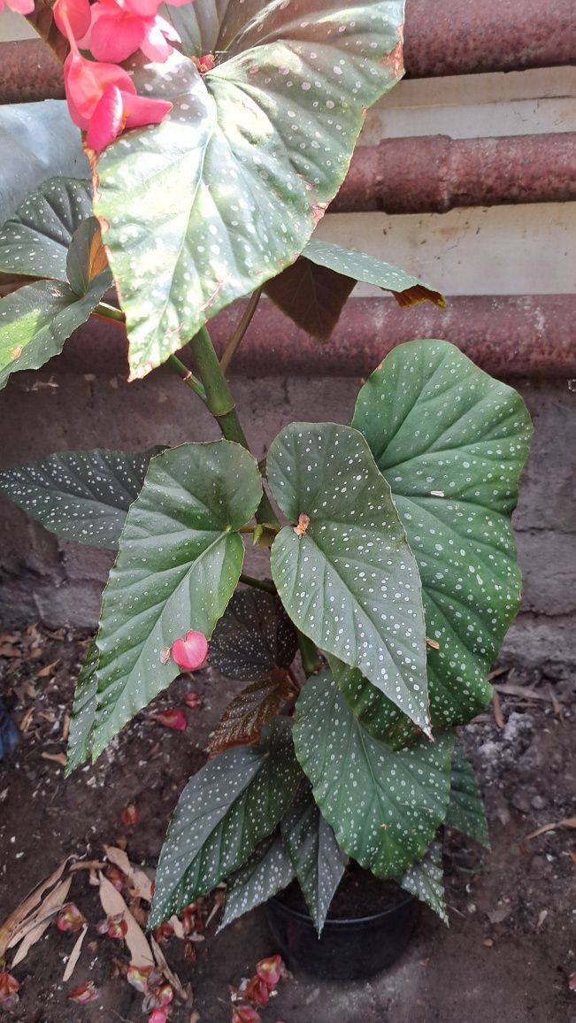 Begonia Maculata Duże Rośliny