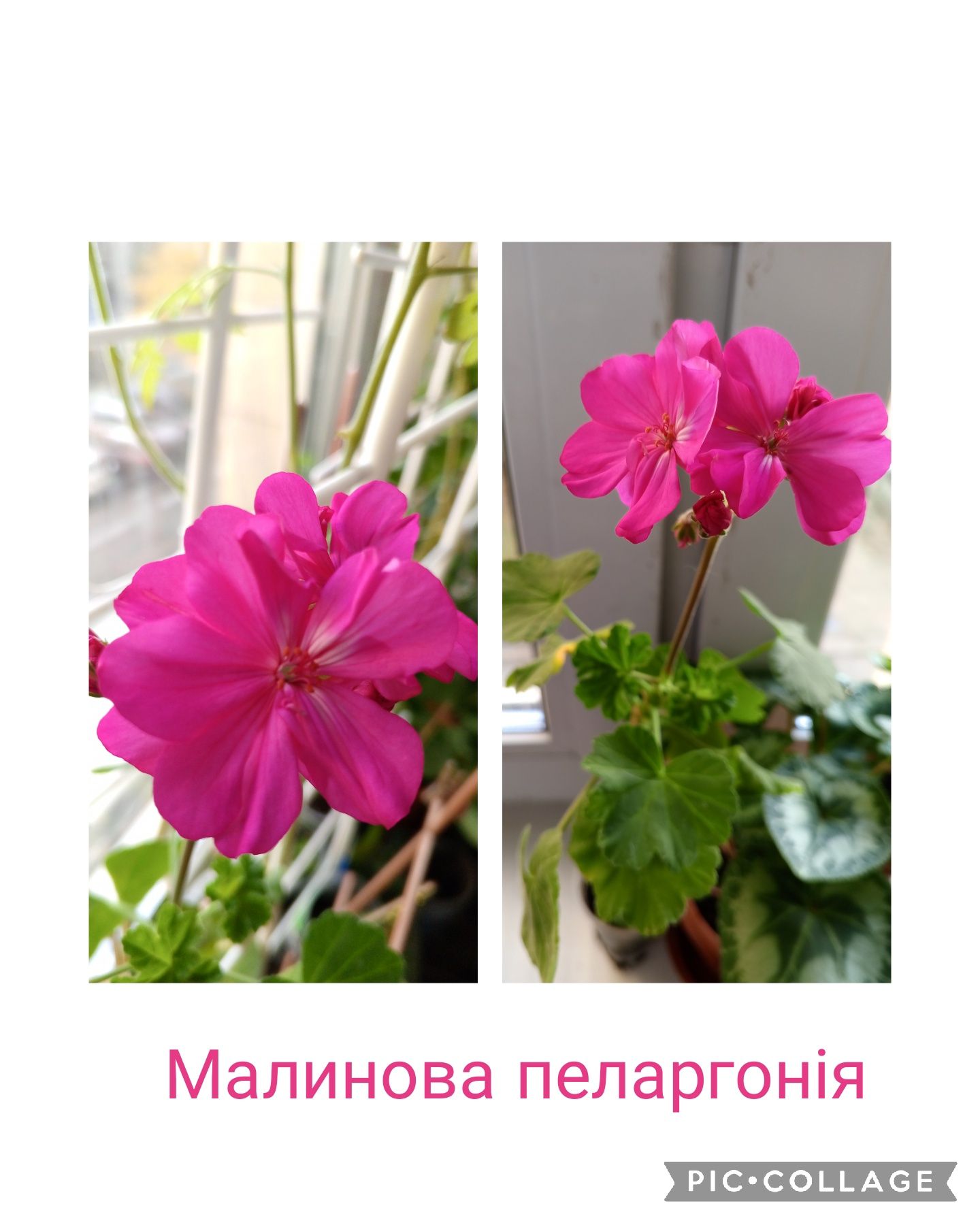 Сингоніум. Фіалка. Пеларгонія королівська. Троянда. Гіппеаструм