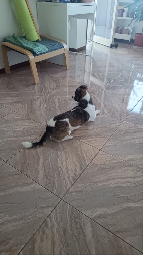 Pocoyo - 1.5 anos, porte pequeno (7kg)