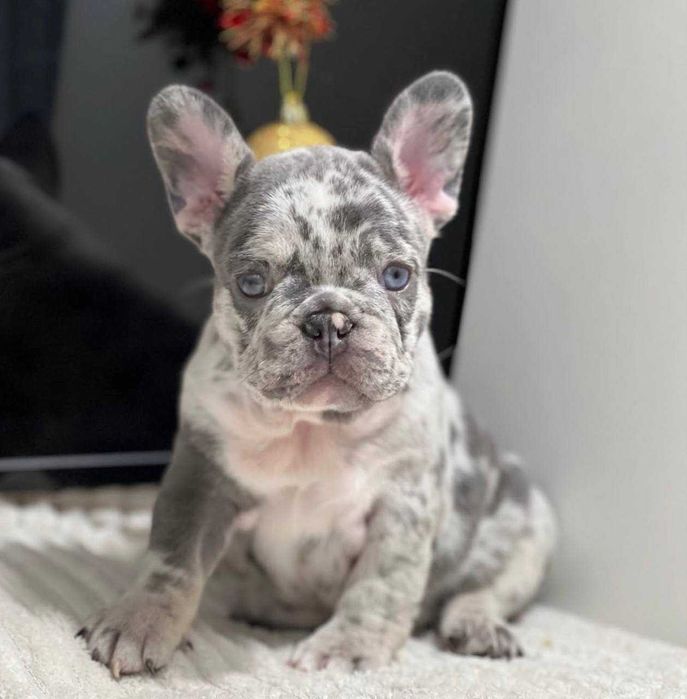 Цуцики Французького Бульдога Мерле Мерль