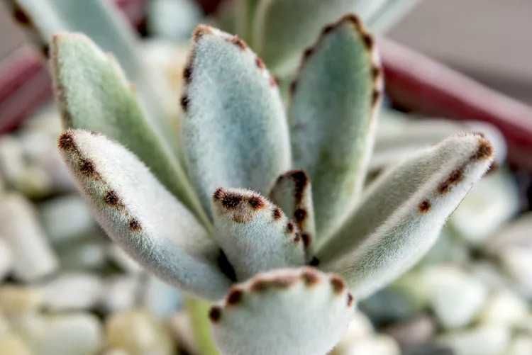 PROMOÇÃO Portes GRATIS Suculentas Catos Aranto Kalanchoe 7 Plantas