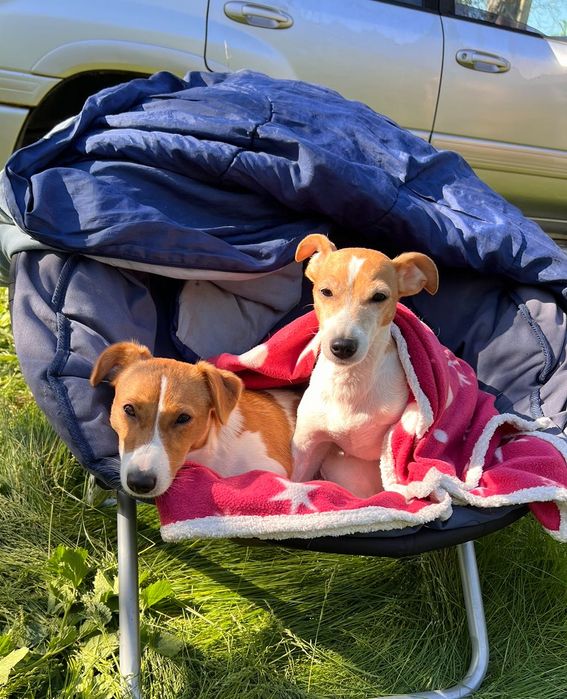 Цуценята джек рассел терьєр