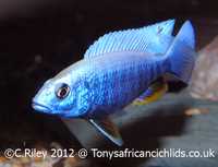 Sciaenochromis fryeri Хаплохромис васильковый Аквариумные рыбки Малави