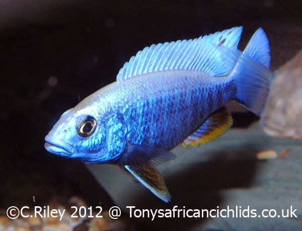 Sciaenochromis fryeri Хаплохромис васильковый Аквариумные рыбки Малави