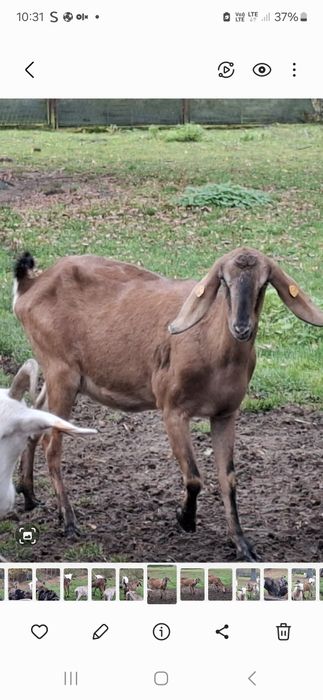 Koza Kozy anglonubijskie stado 1+2