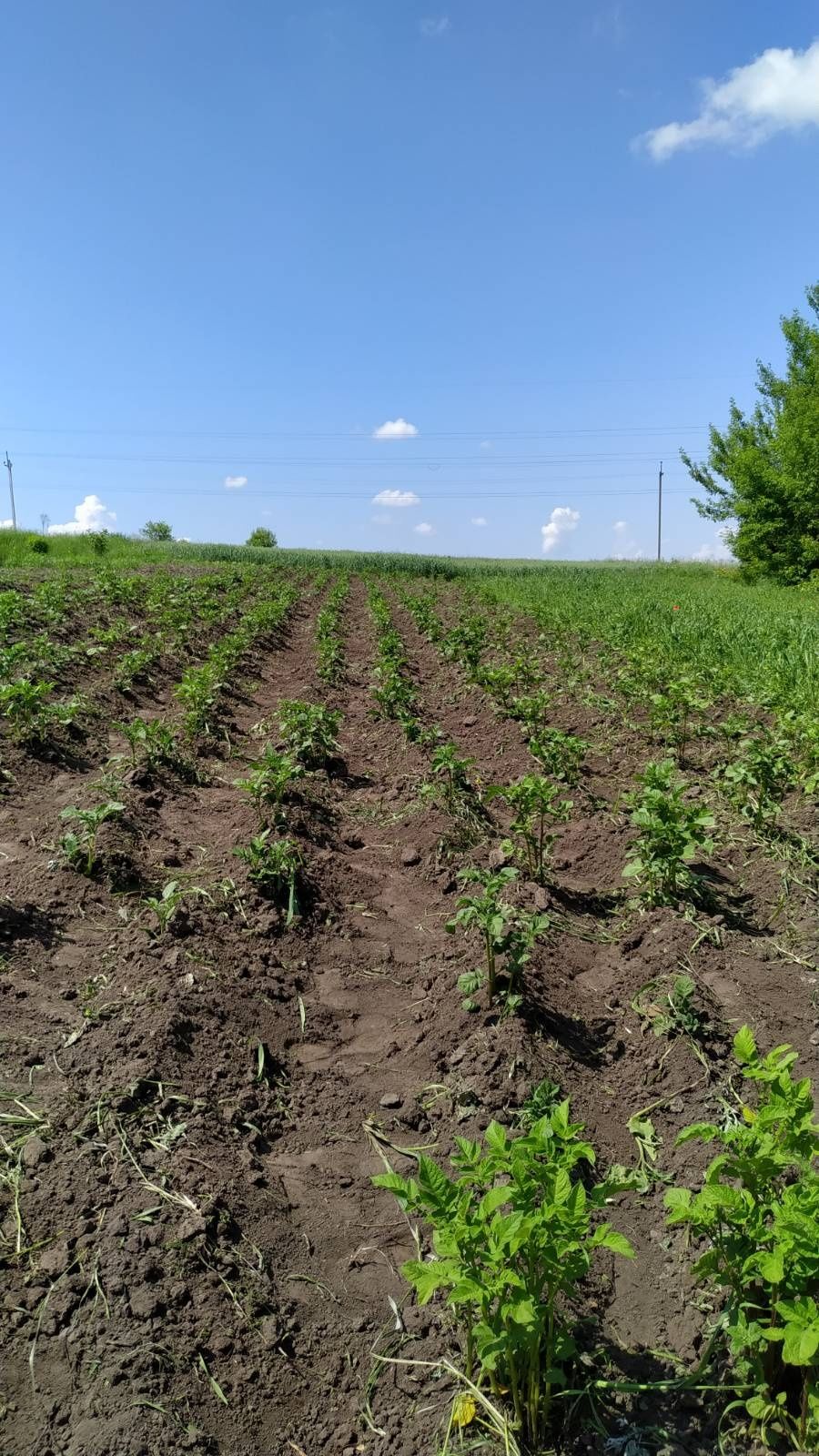 Продам земельну ділянку