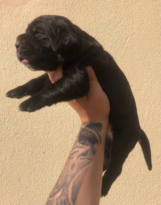Cane Corso Italiano com LOP