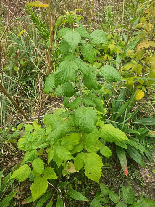 Sadzonki malin duże owoce