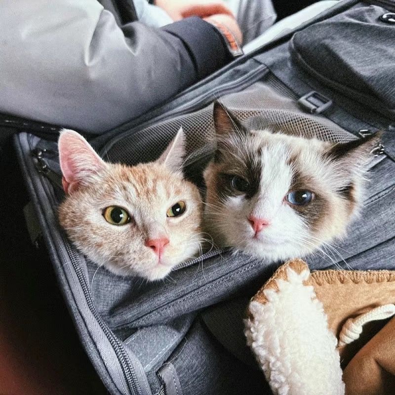 Найзручніша сумка переноска для кота або собаки