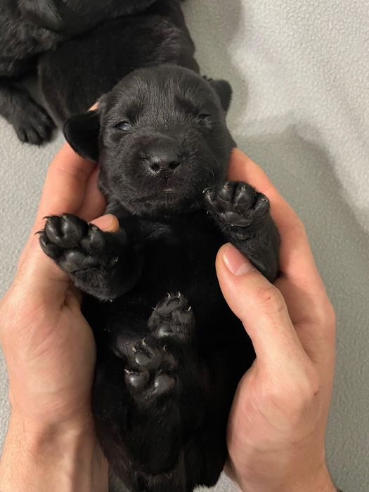 Szczeniak Labradora czarny