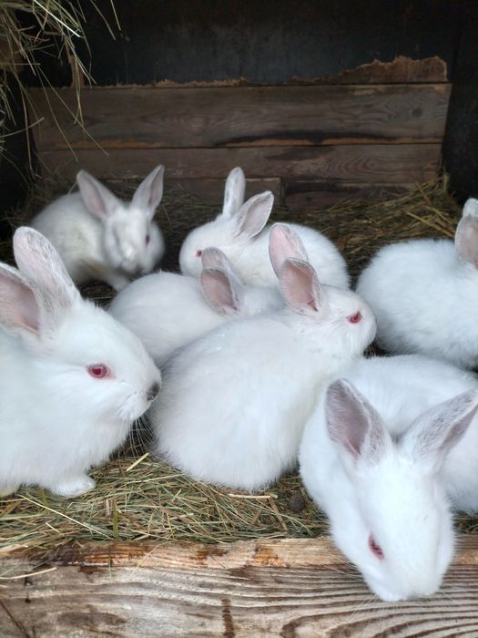 Kruliki Młodzież mieszańce