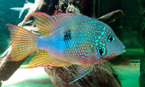 Цихлазома Элиота Thorichthys Maculipinnis Аквариумные Рыбки Цихлиды