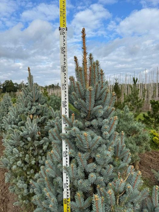 Świerk kłujący Iseli Fastigiata 200 cm
